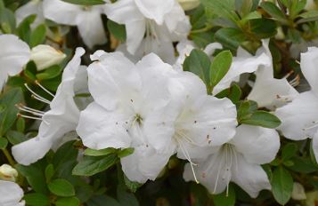 Rhododendron, Encore Azalea Autumn Angel