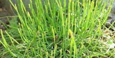 Chinese Ephedra, Dwarf Chinese Joint Fir, Miniature Joint Fir