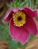 Anemone, Anemone Hybrid, Pasque Flower Heiler Hybrids