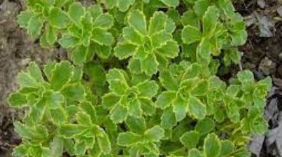 Sedum, Creeping Stonecrop, Variegated Sedum Variegata
