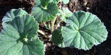 Pelargonium Species, Turkish Pelargonium