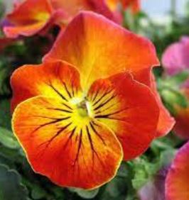 Viola, Perennial Pansy Angel Amber Kiss