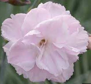 Dianthus, Double Garden Pink Inchmery