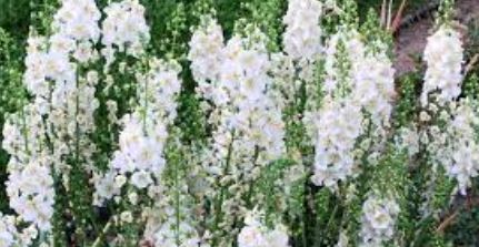 Verbascum, Hybrid Mullein, Ornamental Mullein Bold Queen