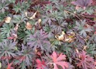 Geranium, Hardy Geranium, Meadow Cranesbill New Dimension
