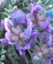 Oxytropis, Juniper Locoweed, Mountain Oxytrope Juniperina