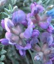Oxytropis, Juniper Locoweed, Mountain Oxytrope 'Juniperina'