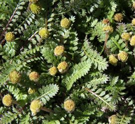 Leptinella Species, Brass Buttons