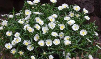Delosperma Species, White Ice Plant