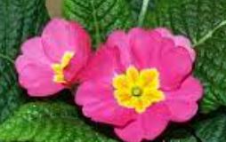 Primula, Common Primrose, English Primrose Danova Pink