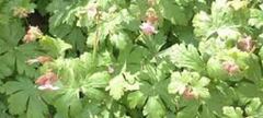 Geranium, Bigroot Geranium, Bulgarian Geranium, Rock Cranesbill 'Czakor'
