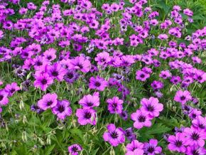 Geranium Species, Cranesbill