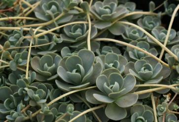 Orostachys Species, Dunce Cap