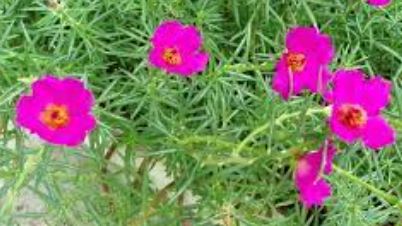 Moss Rose, Rose Moss Giant Pink Radiance