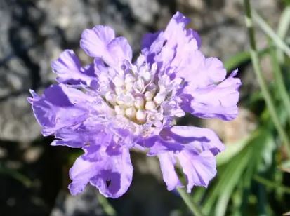 Lomelosia, Pincushion Flower, Scabiosa Mongolian Mist