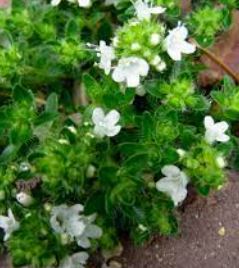 White Creeping Thyme Albiflorus