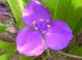 Tradescantia, Long-stalked Spiderwort, Spiderwort Blue