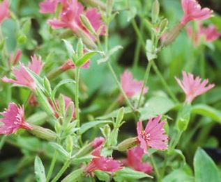 Silene, Catchfly Rocking Robin