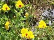 Erythranthe Species, Blood-Drop-Emletes, Monkey Musk, Yellow Blotched Monkey Flower