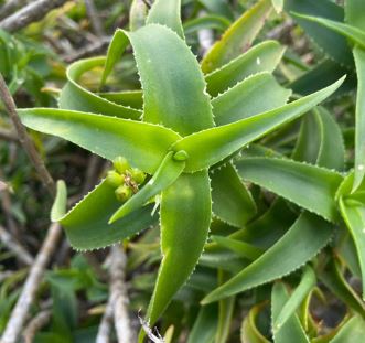 Aloe Species, Climbing Aloe