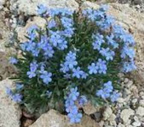 Howards Alpine Forget-Me-Not