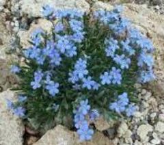 Howard's Alpine Forget-Me-Not