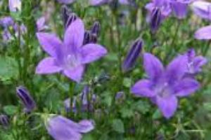 Campanula, Adria Bellflower, Dalmation Bellflower, Wall Bellflower Get Mee