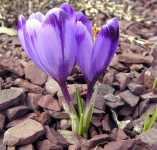 Crocus National Park