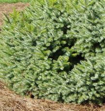 Serbian Spruce Guenter