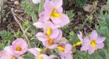 Huilmo Rosado (Pink Huilmo)