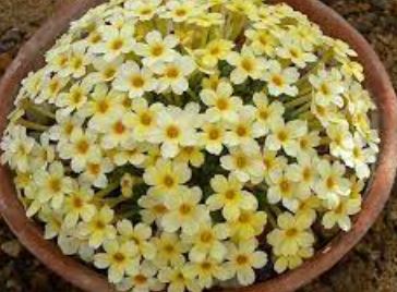 Dionysia Monica