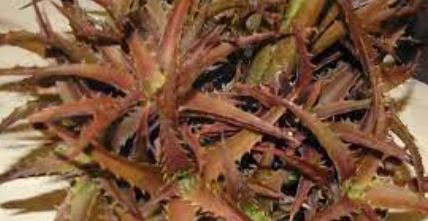 Orthophytum Bromeliad