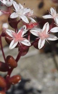 Sedum Species, Elf Orpine, Stonecrop