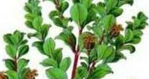 Agathosma Species, Round-Leaf Buchu