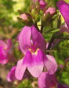 Linaria, Dwarf Toadflax, Dwarf Baby Snapdragon Fantasy Speckled Pink