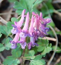 Corydalis Species