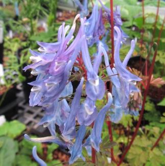 Corydalis Spinners