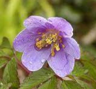 Anemone, Wood Anemone, European Wood Anemone Bowles Purple