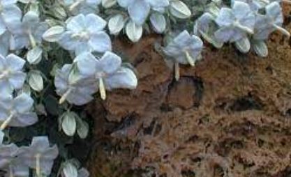 Campanula Species, Turkish Bellflower, White Bellflower