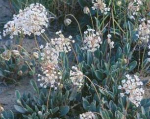 Abronia Species, Bolacks Sand Verbena