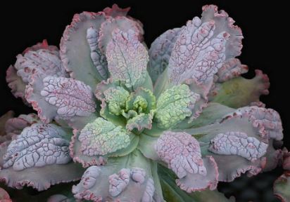 Echeveria Virginia Lee