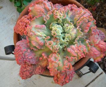 Echeveria Dick Wright