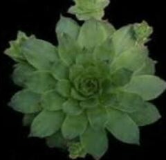 Houseleek, Hen-and-Chickens, Old Man and Woman, Roof House Leek 'Emerald Giant'