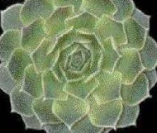 Sempervivum, Hens and Chicks, Houseleek Mystique