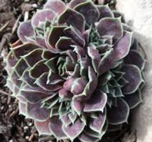 Sempervivum, Hens and Chicks, Houseleek Purple Haze