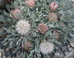 Houseleek, Hen-and-Chickens, Old Man and Woman, Roof House Leek 'Legolas'
