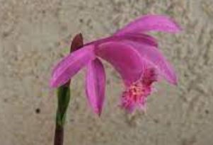 Species Orchid, Windowsill Orchid, Limpritchs Pleione