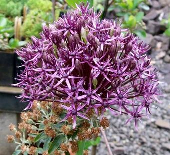 Allium, Ornamental Onion Firmament