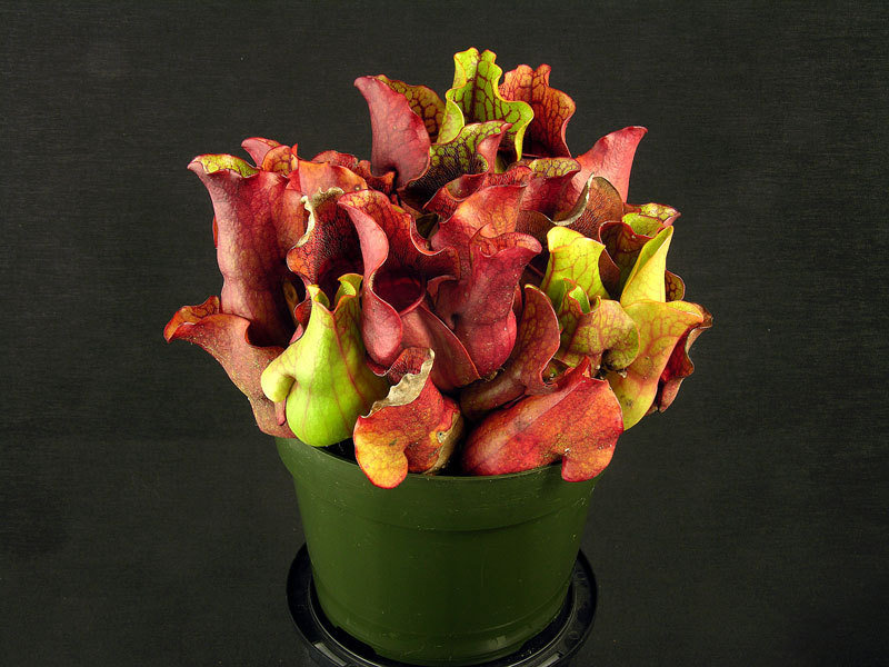 Sarracenia Species, Purple Pitcher Plant