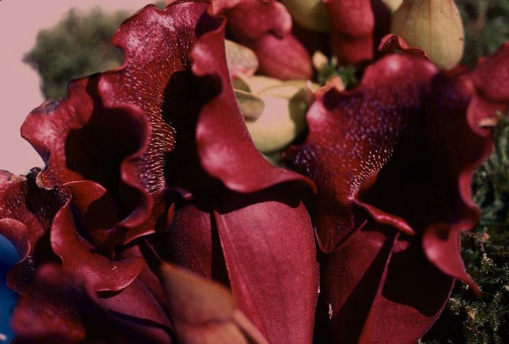 Sarracenia, Pitcher Plant Brooks Hybrid